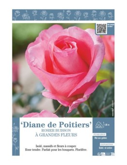 ROSIER BUISSON À GRANDES FLEURS DIANE DE POITIERS