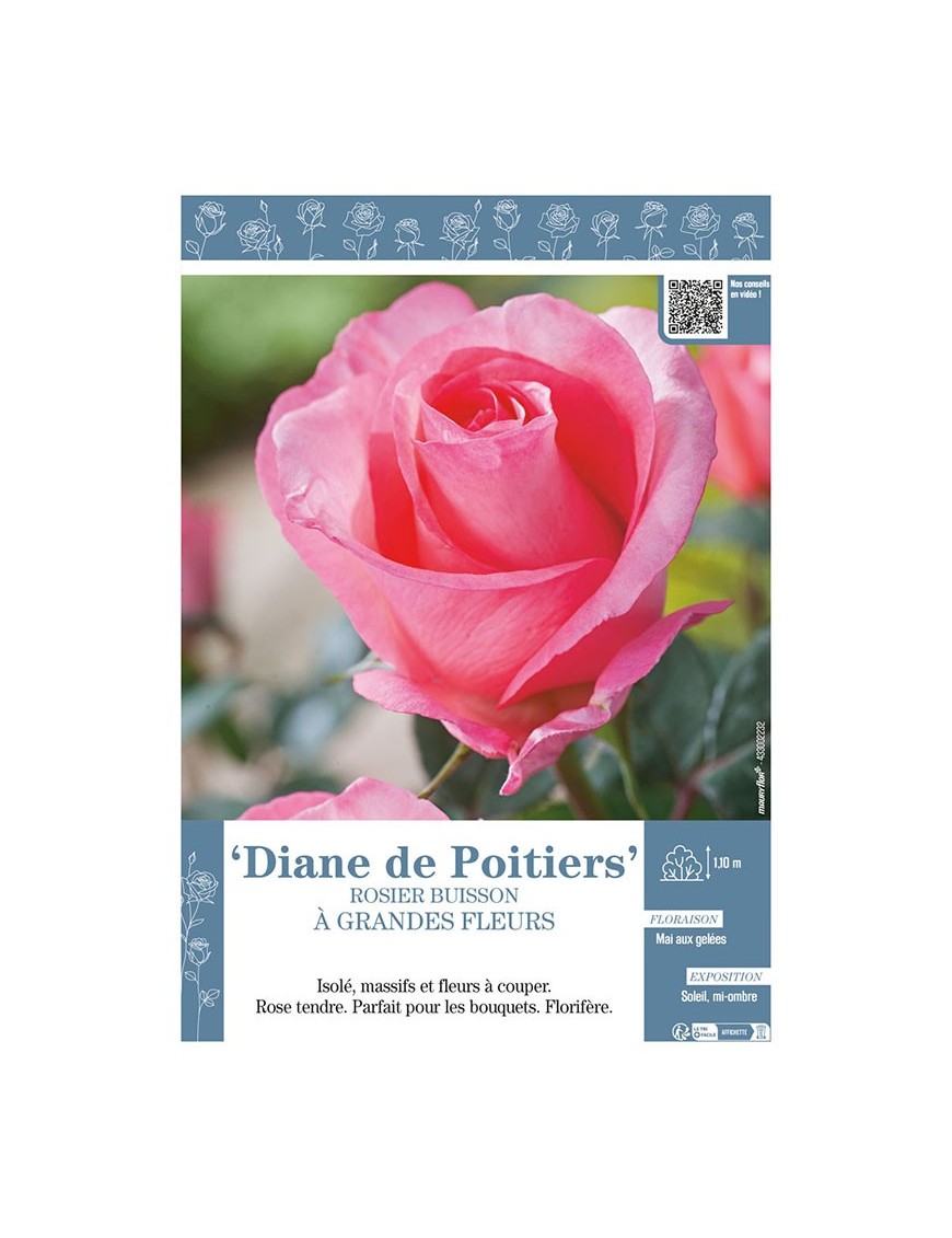 ROSIER BUISSON À GRANDES FLEURS DIANE DE POITIERS