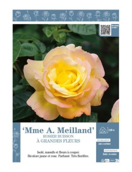 ROSIER BUISSON À GRANDES FLEURS Mme A. Meilland
