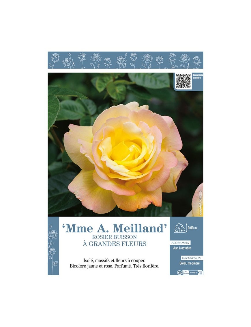 ROSIER BUISSON À GRANDES FLEURS Mme A. Meilland