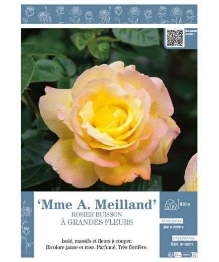 ROSIER BUISSON À GRANDES FLEURS Mme A. Meilland
