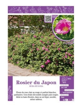 ROSIER DU JAPON ROSA RUGOSA