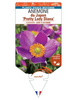 ANEMONE hupehensis Pretty Lady Diana voir Anémone du Japon