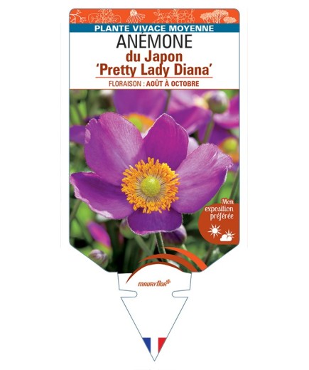 ANEMONE hupehensis Pretty Lady Diana voir Anémone du Japon