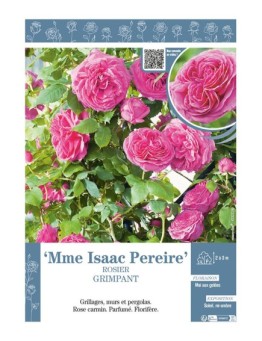 ROSIER GRIMPANT Mme ISAAC PEREIRE