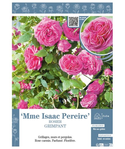 ROSIER GRIMPANT Mme ISAAC PEREIRE