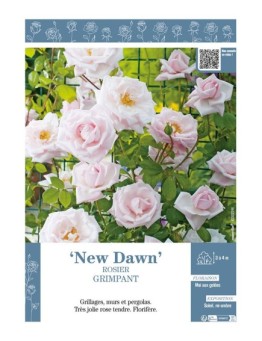 ROSIER GRIMPANT NEW DAWN