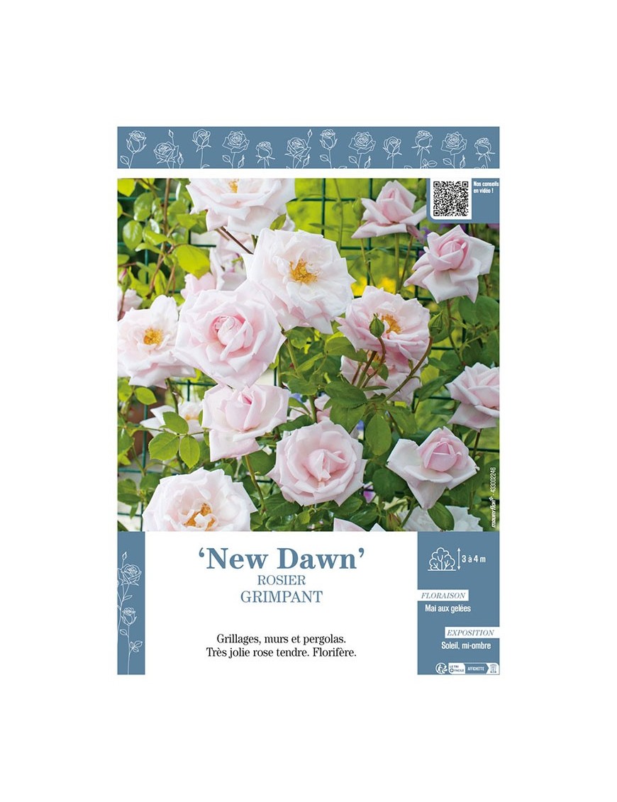 ROSIER GRIMPANT NEW DAWN