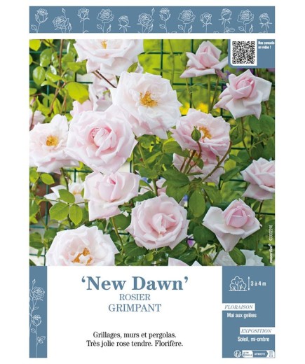 ROSIER GRIMPANT NEW DAWN