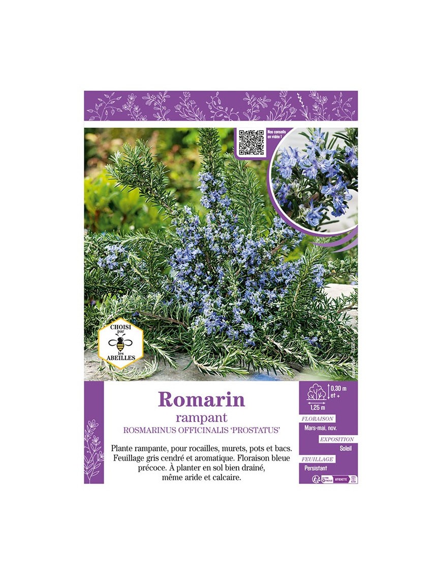 ROSMARINUS OFFICINALIS PROSTRATUS voir ROMARIN RAMPANT