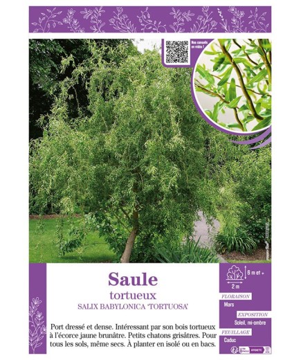 SALIX BABYLONICA TORTUOSA voir SAULE TORTUEUX