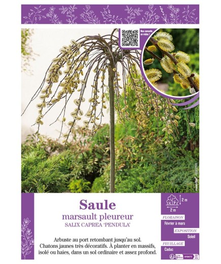 SALIX CAPREA PENDULA (À CHATONS) voire Saule Marsault pleureur