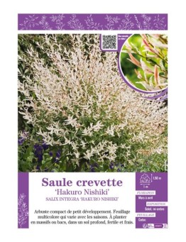 SALIX INTEGRA HAKURO NISHIKI voir SAULE CREVETTE