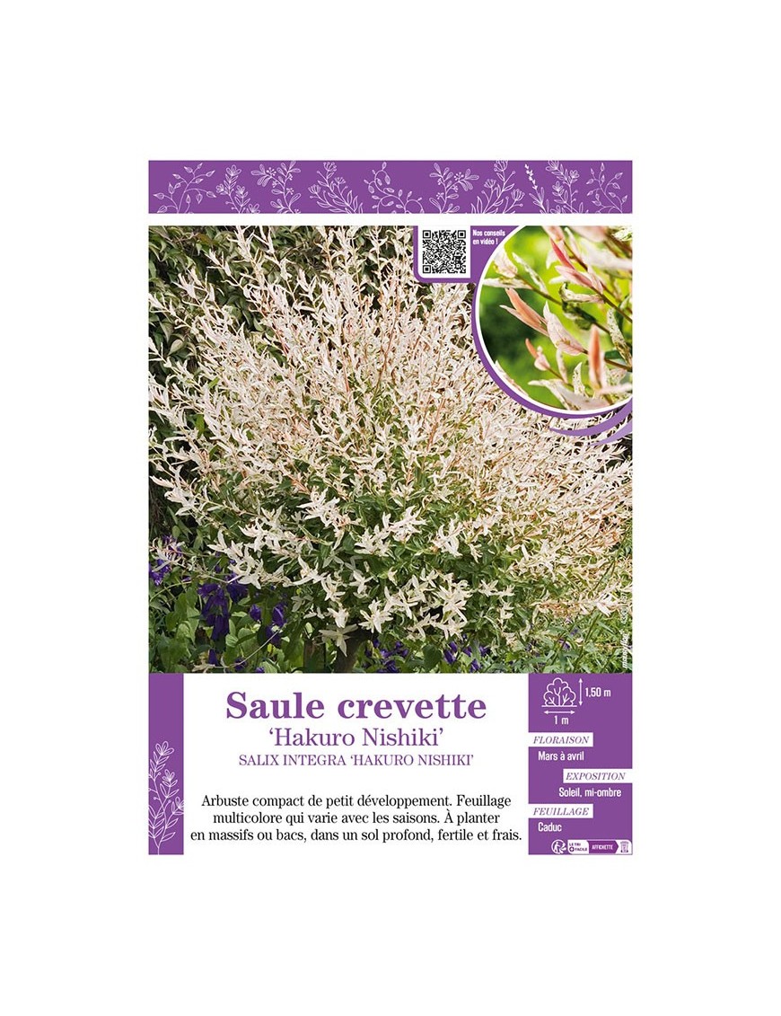 SALIX INTEGRA HAKURO NISHIKI voir SAULE CREVETTE