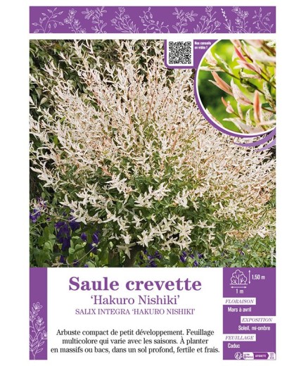 SALIX INTEGRA HAKURO NISHIKI voir SAULE CREVETTE