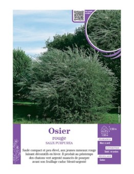 SALIX PURPUREA voir OSIER (rouge)