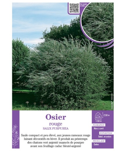 SALIX PURPUREA voir OSIER (rouge)
