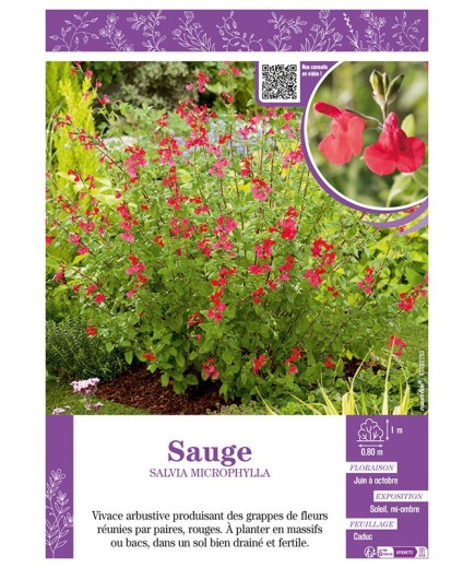 SALVIA MICROPHYLLA voir SAUGE (rouge)