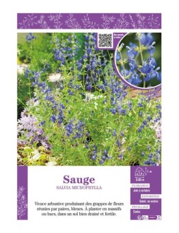 SALVIA MICROPHYLLA voir SAUGE (violette)
