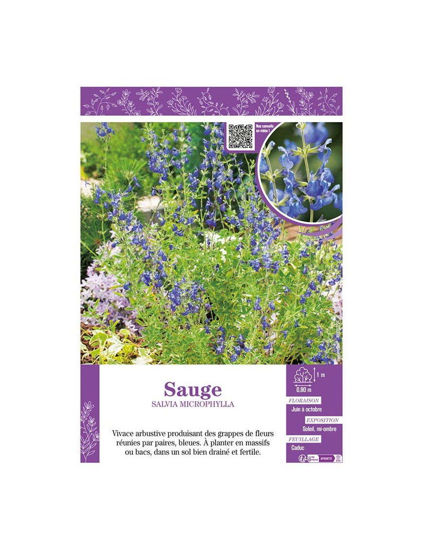 SALVIA MICROPHYLLA voir SAUGE (violette)