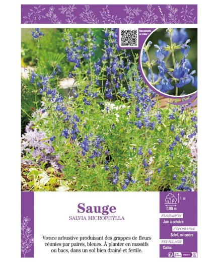 SALVIA MICROPHYLLA voir SAUGE (violette)