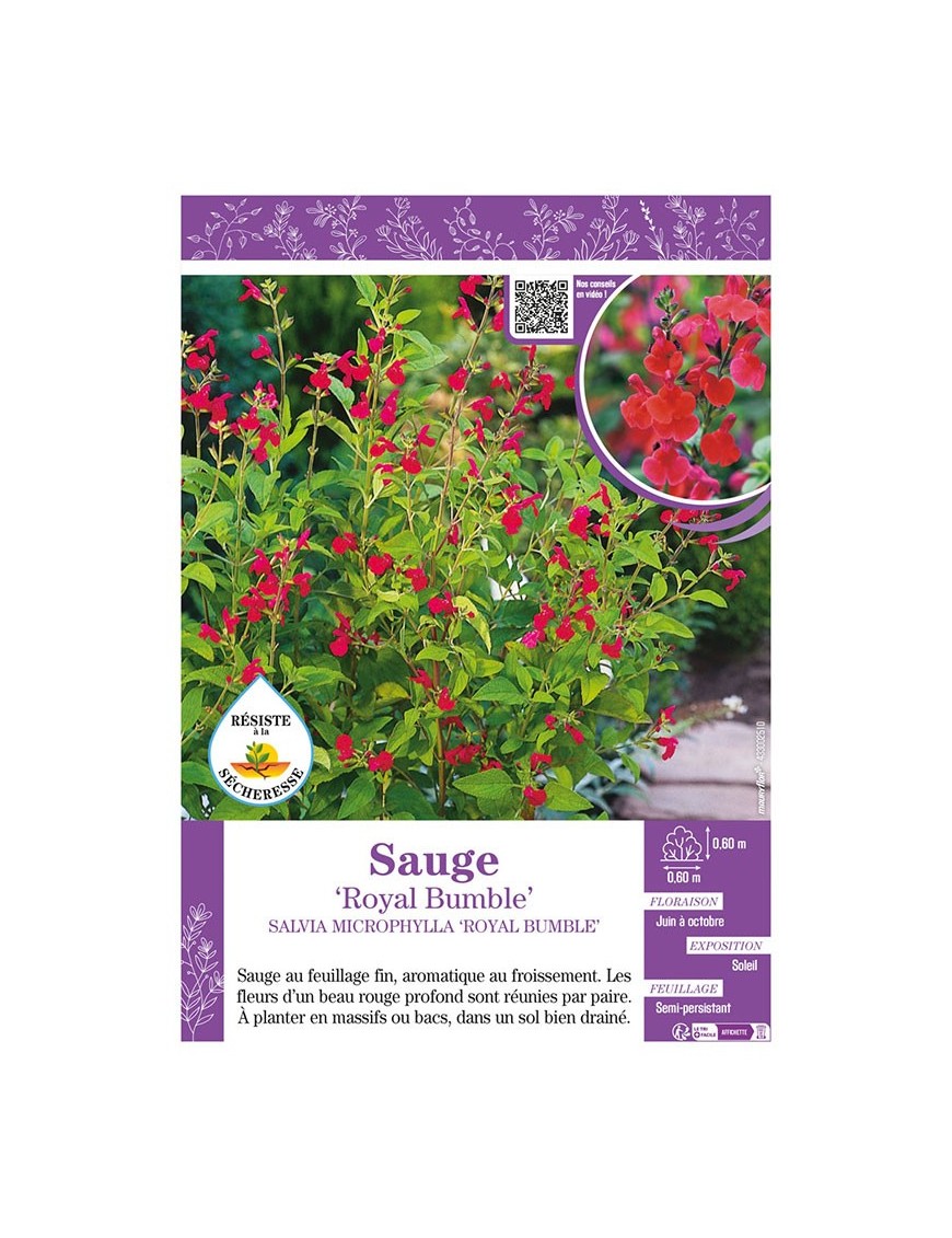 SALVIA MICROPHYLLA ROYAL BUMBLE voir SAUGE