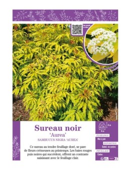 SAMBUCUS NIGRA AUREA voir SUREAU NOIR