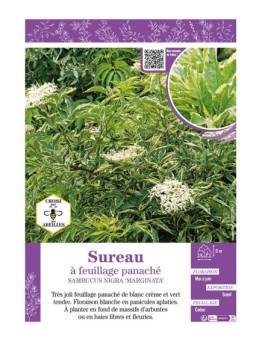 SAMBUCUS NIGRA MARGINATA voir SUREAU À FEUILLAGE PANACHÉ