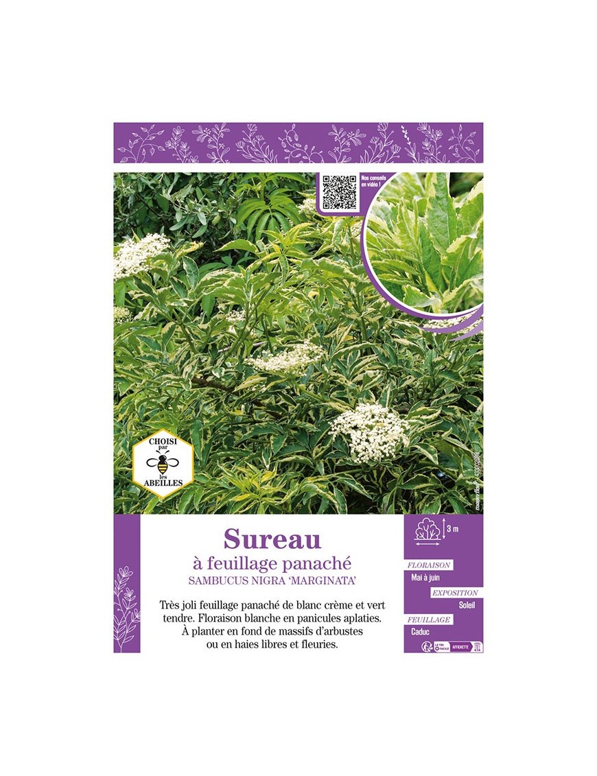 SAMBUCUS NIGRA MARGINATA voir SUREAU À FEUILLAGE PANACHÉ