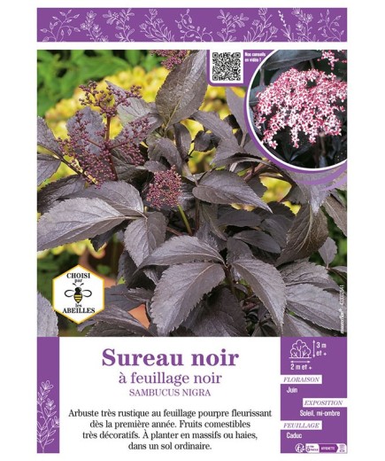SAMBUCUS NIGRA voir SUREAU NOIR À FEUILLAGE NOIR