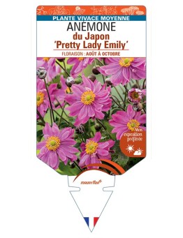 ANEMONE hupehensis Pretty Lady Emily voir Anémone du Japon