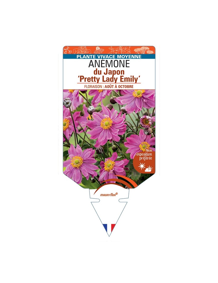 ANEMONE hupehensis Pretty Lady Emily voir Anémone du Japon