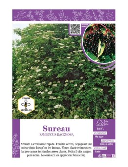 SAMBUCUS RACEMOSA voir SUREAU