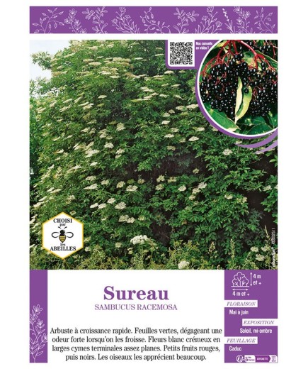 SAMBUCUS RACEMOSA voir SUREAU