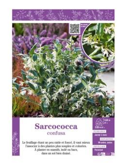 SARCOCOCCA