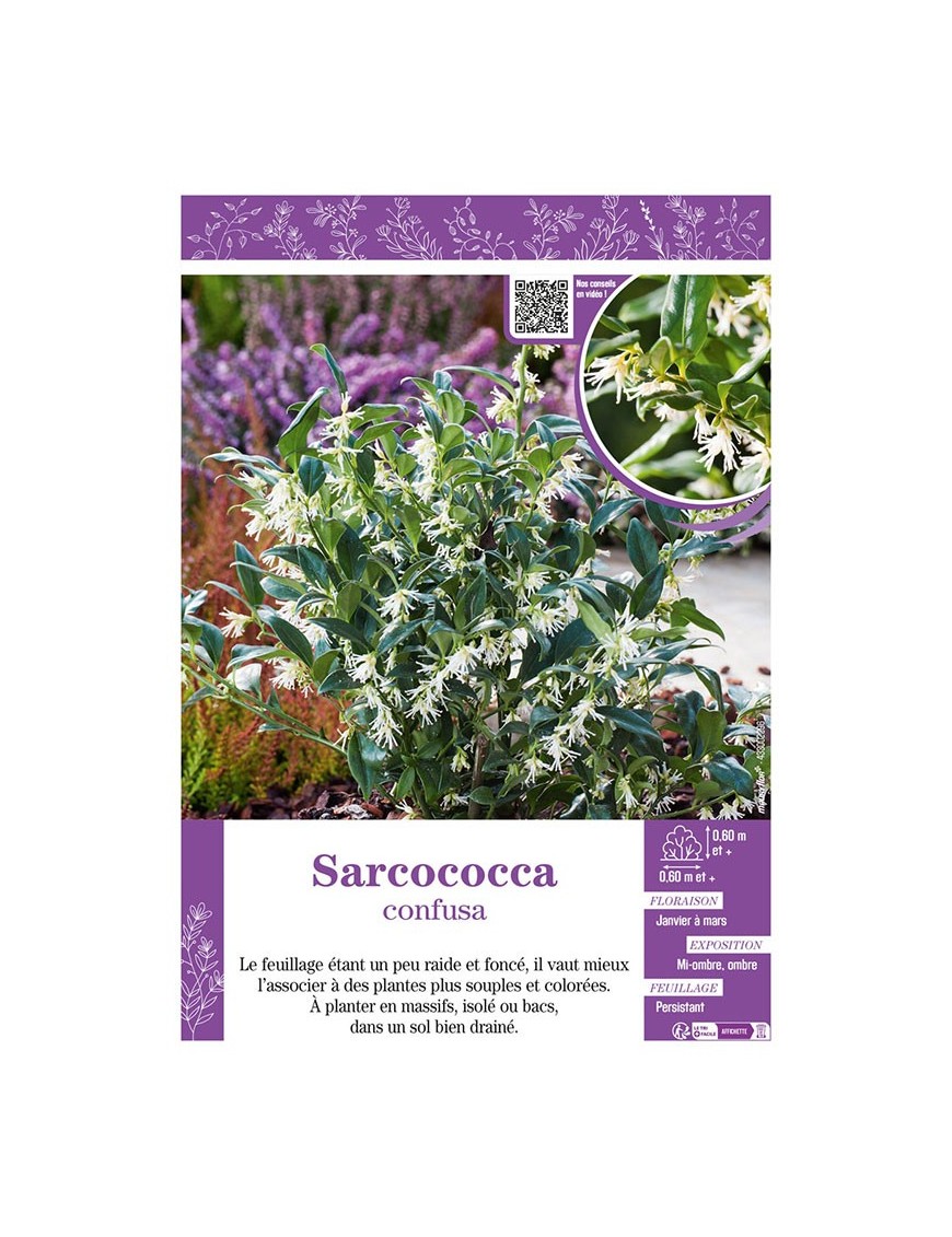 SARCOCOCCA