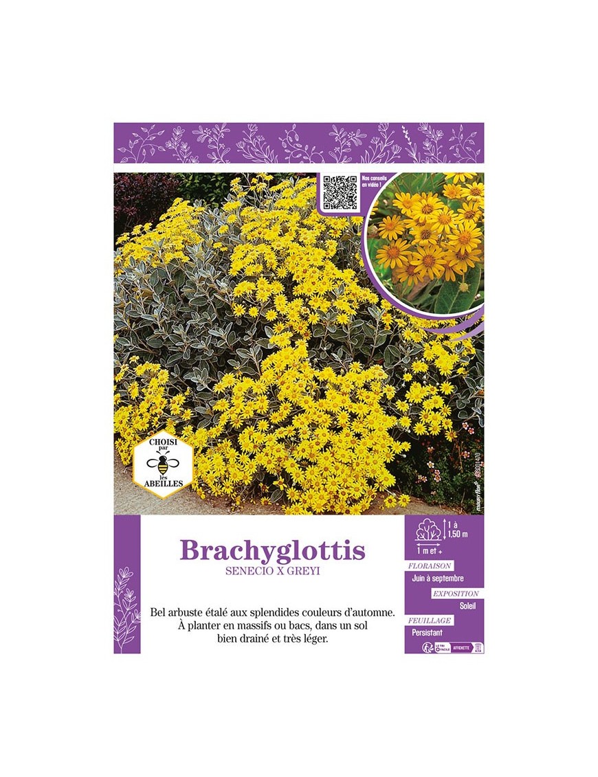 SENECIO X GREYI voir BRACHYGLOTTIS