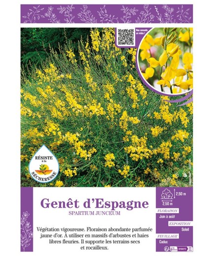 SPARTIUM JUNCEUM voir GENÊT D'ESPAGNE