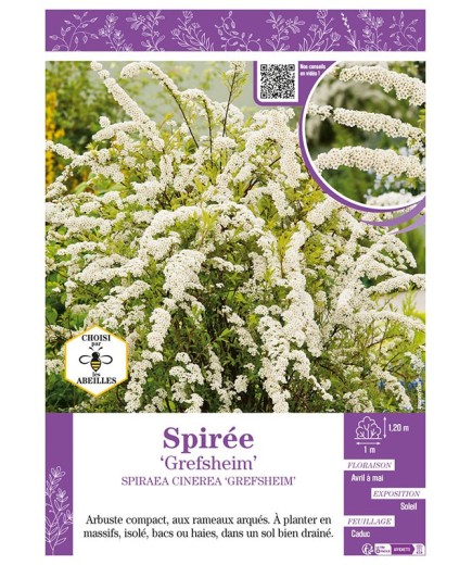 SPIRAEA CINEREA GREFSHEIM voir SPIRÉE