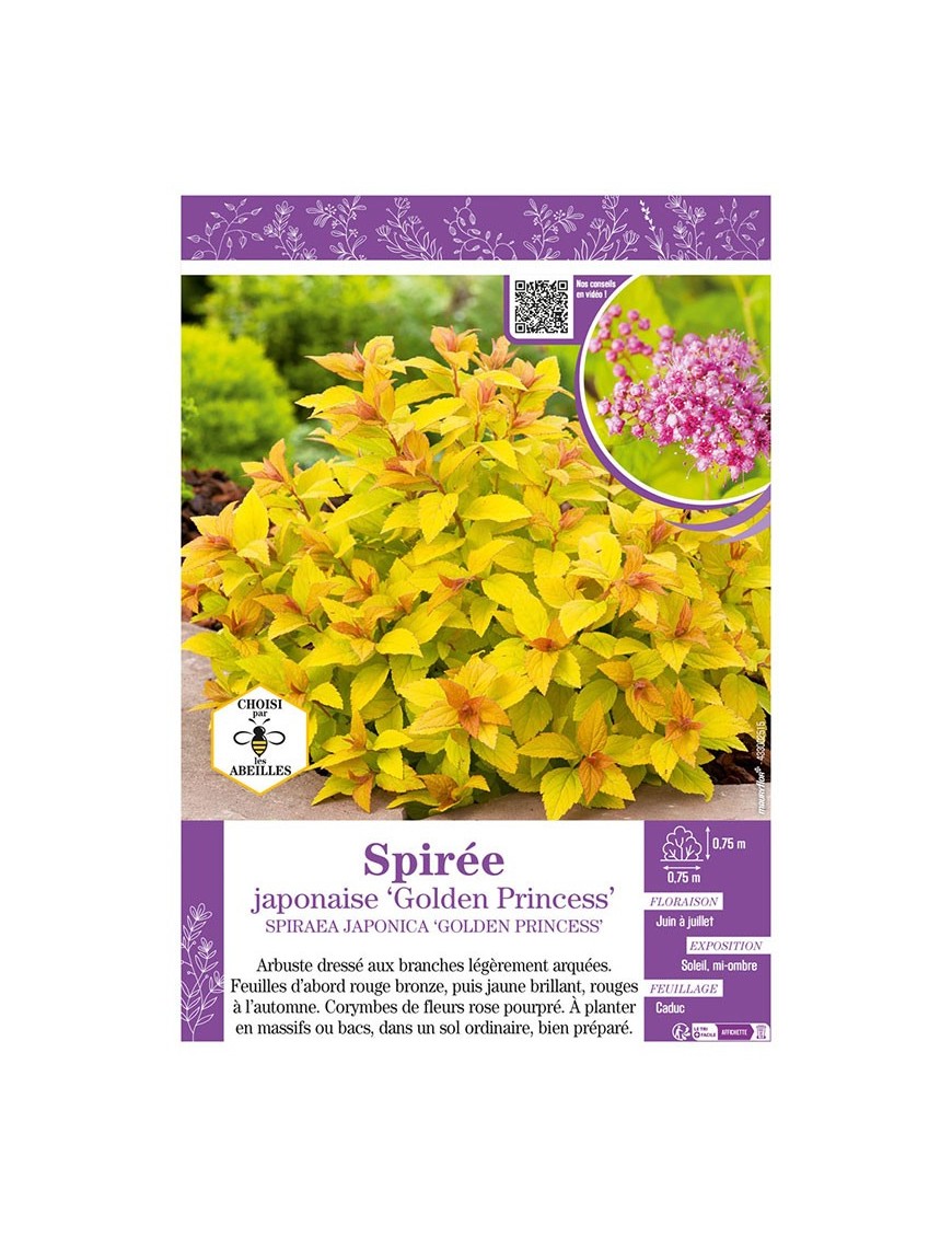 SPIRAEA JAPONICA GOLDEN PRINCESS voir SPIRÉE JAPONAISE