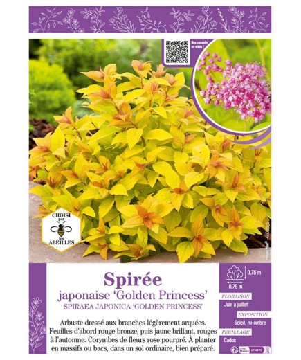 SPIRAEA JAPONICA GOLDEN PRINCESS voir SPIRÉE JAPONAISE