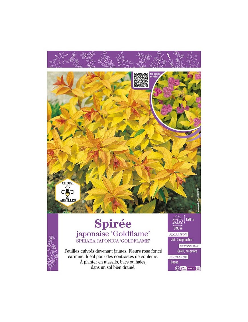 SPIRAEA JAPONICA GOLDFLAME voir SPIRÉE JAPONAISE