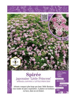 SPIRAEA JAPONICA LITTLE PRINCESS voir SPIRÉE JAPONAISE