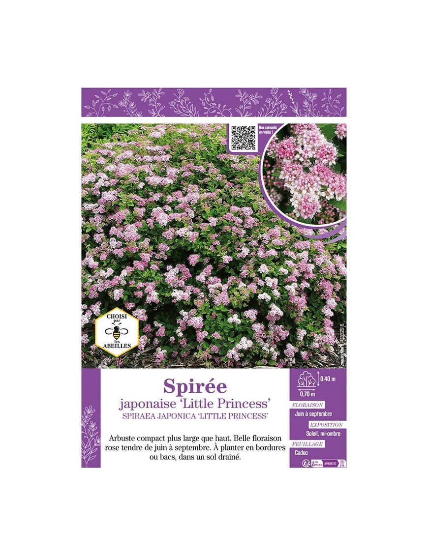 SPIRAEA JAPONICA LITTLE PRINCESS voir SPIRÉE JAPONAISE