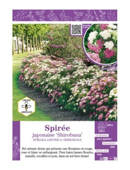 SPIRAEA JAPONICA SHIROBANA voir SPIRÉE JAPONAISE