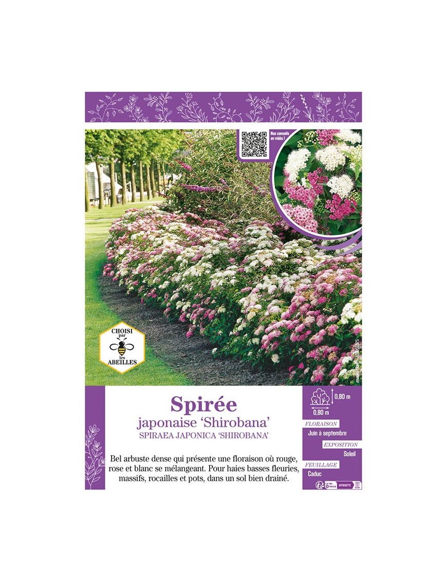SPIRAEA JAPONICA SHIROBANA voir SPIRÉE JAPONAISE