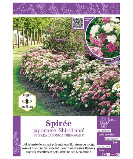 SPIRAEA JAPONICA SHIROBANA voir SPIRÉE JAPONAISE