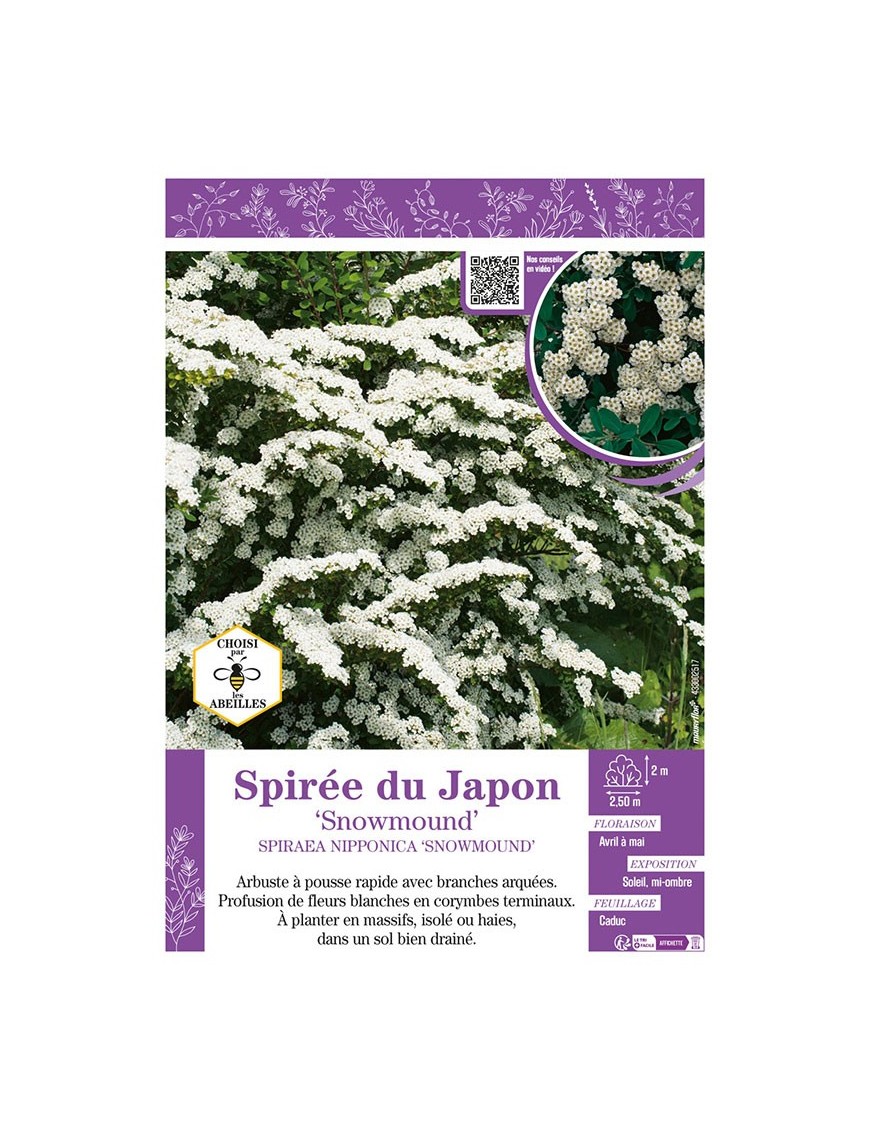 SPIRAEA NIPPONICA SNOWMOUND voir SPIRÉE DU JAPON