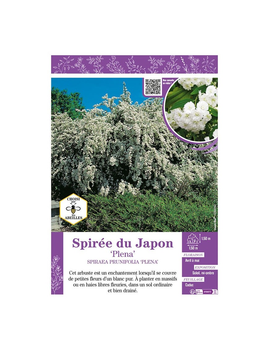 SPIRAEA PRUNIFOLIA PLENA voir SPIRÉE DU JAPON