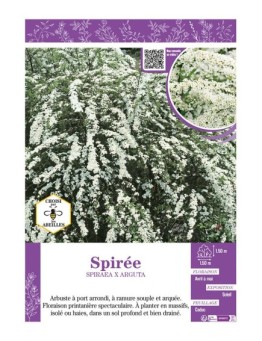 SPIRAEA X ARGUTA voir SPIRÉE